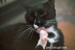 Bathe Your Cat Safely: A Step-by-Step Guide