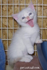 Discover the Munchkin Cat: Origins, Traits, and Care Guide