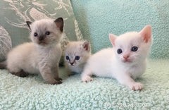 Discover the Munchkin Cat: Origins, Traits, and Care Guide