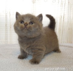 Discover the Munchkin Cat: Origins, Traits, and Care Guide