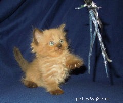 Discover the Munchkin Cat: Origins, Traits, and Care Guide