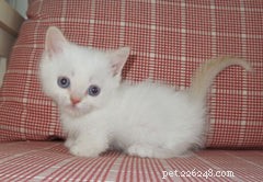 Discover the Munchkin Cat: Origins, Traits, and Care Guide