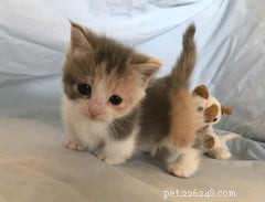 Discover the Munchkin Cat: Origins, Traits, and Care Guide