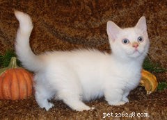 Discover the Munchkin Cat: Origins, Traits, and Care Guide