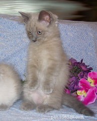 Discover the Munchkin Cat: Origins, Traits, and Care Guide
