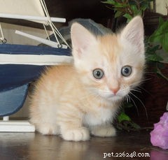 Discover the Munchkin Cat: Origins, Traits, and Care Guide