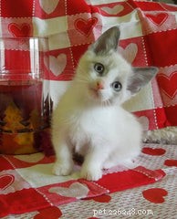 Discover the Munchkin Cat: Origins, Traits, and Care Guide