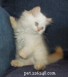 Discover the Munchkin Cat: Origins, Traits, and Care Guide