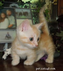 Discover the Munchkin Cat: Origins, Traits, and Care Guide