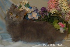Discover the Munchkin Cat: Origins, Traits, and Care Guide