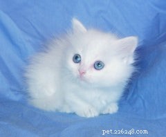 Discover the Munchkin Cat: Origins, Traits, and Care Guide