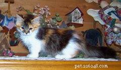 Discover the Munchkin Cat: Origins, Traits, and Care Guide