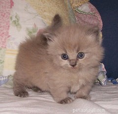 Discover the Munchkin Cat: Origins, Traits, and Care Guide