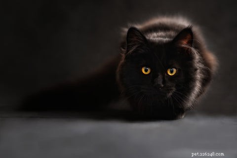 Understanding Your Cat’s Nighttime Yowls: Causes and Solutions
