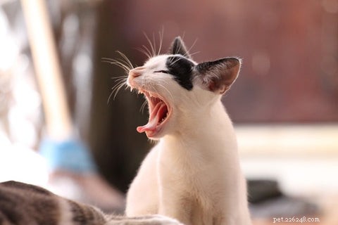 Understanding Your Cat’s Nighttime Yowls: Causes and Solutions