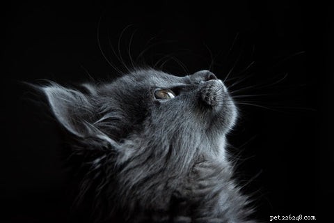 Understanding Your Cat’s Nighttime Yowls: Causes and Solutions