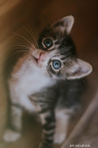 Understanding Your Cat’s Nighttime Yowls: Causes and Solutions