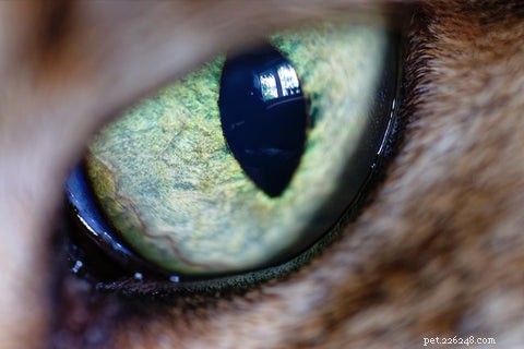 Understanding Your Cat’s Nighttime Yowls: Causes and Solutions