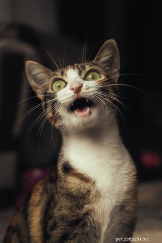Understanding Your Cat’s Nighttime Yowls: Causes and Solutions