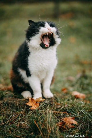 Understanding Your Cat’s Nighttime Yowls: Causes and Solutions