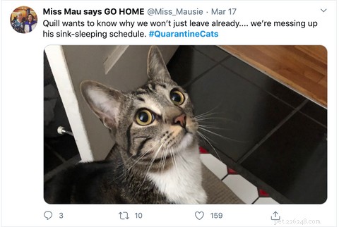 Why Cats Struggle With Routine Changes—and How to Ease the Transition
