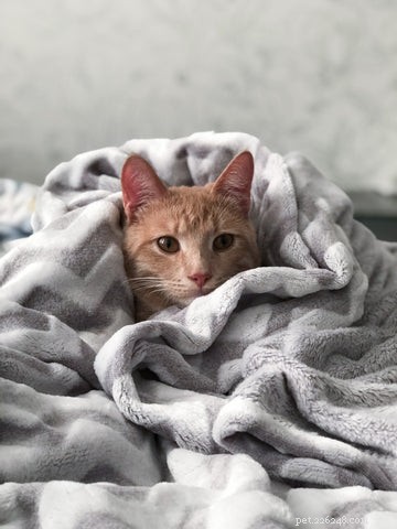 Why Cats Struggle With Routine Changes—and How to Ease the Transition