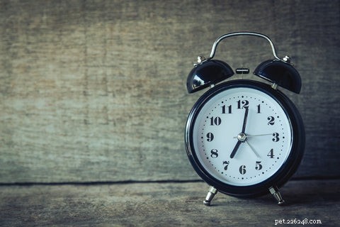 Why Cats Struggle With Routine Changes—and How to Ease the Transition