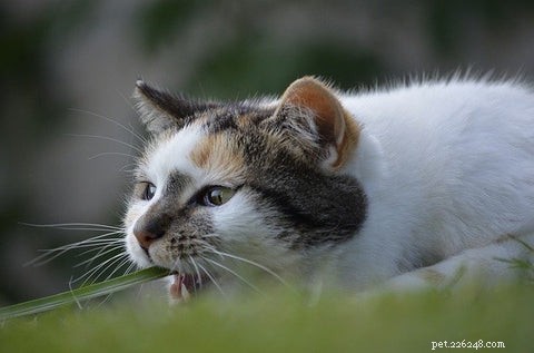 Understanding Why Cats Eat Grass and Regurgitate: A Scientific Guide
