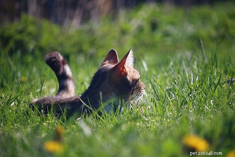 Understanding Why Cats Eat Grass and Regurgitate: A Scientific Guide