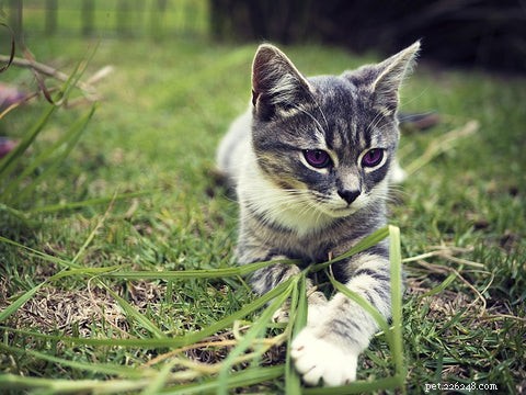 Understanding Why Cats Eat Grass and Regurgitate: A Scientific Guide