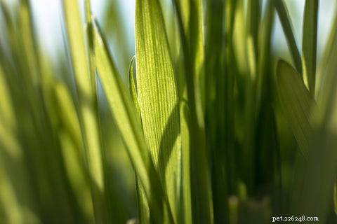 Understanding Why Cats Eat Grass and Regurgitate: A Scientific Guide