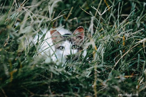 Understanding Why Cats Eat Grass and Regurgitate: A Scientific Guide