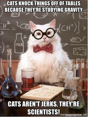 Understanding Why Cats Knock Things Over: A Guide