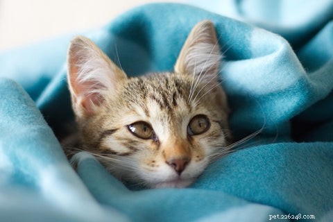 Understanding Why Cats Knock Things Over: A Guide