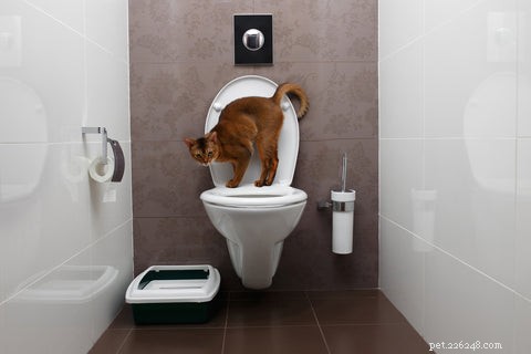 Control Litter Box Odor: Proven Tips for a Fresh Home