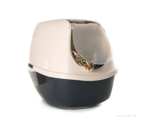 Control Litter Box Odor: Proven Tips for a Fresh Home