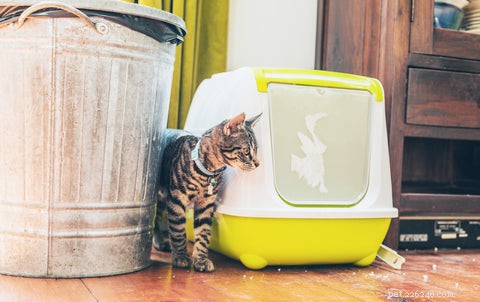 Control Litter Box Odor: Proven Tips for a Fresh Home