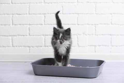 Control Litter Box Odor: Proven Tips for a Fresh Home