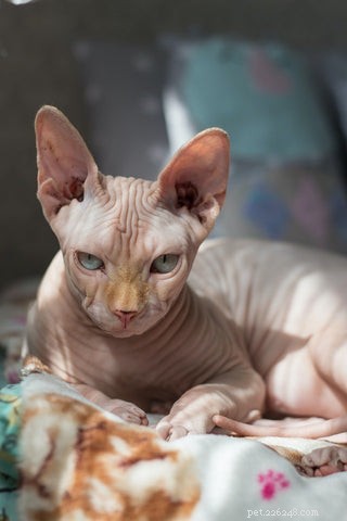 Sphynx Cat 101: Hairless Beauty, Playful Nature & Care Tips