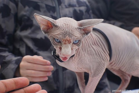 Sphynx Cat 101: Hairless Beauty, Playful Nature & Care Tips
