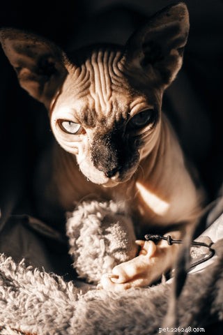 Sphynx Cat 101: Hairless Beauty, Playful Nature & Care Tips
