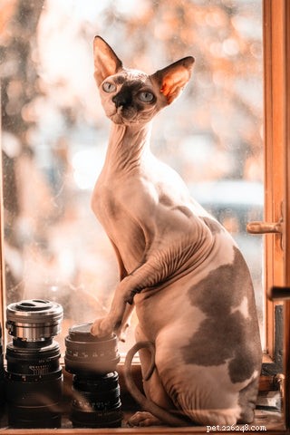 Sphynx Cat 101: Hairless Beauty, Playful Nature & Care Tips