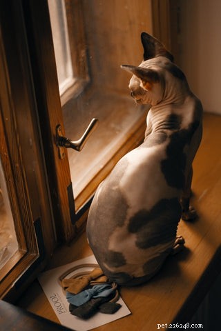 Sphynx Cat 101: Hairless Beauty, Playful Nature & Care Tips