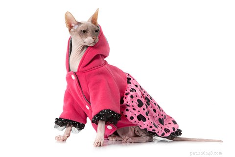 Sphynx Cat 101: Hairless Beauty, Playful Nature & Care Tips