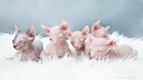 Sphynx Cat 101: Hairless Beauty, Playful Nature & Care Tips