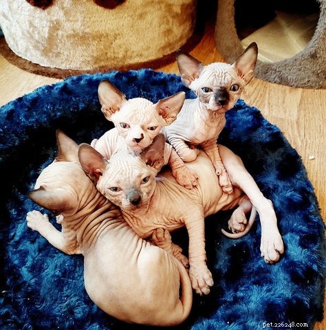 Sphynx Cat 101: Hairless Beauty, Playful Nature & Care Tips