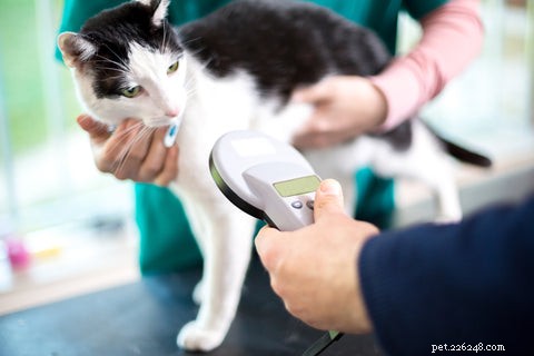 Why Microchipping Your Cat Is a Smart Move: Sasha’s 1,300-Mile Reunion Story