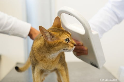 Why Microchipping Your Cat Is a Smart Move: Sasha’s 1,300-Mile Reunion Story