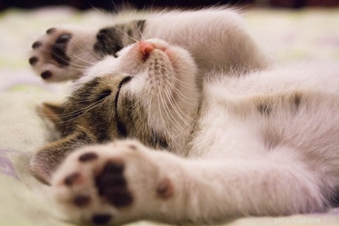 Why Microchipping Your Cat Is a Smart Move: Sasha’s 1,300-Mile Reunion Story