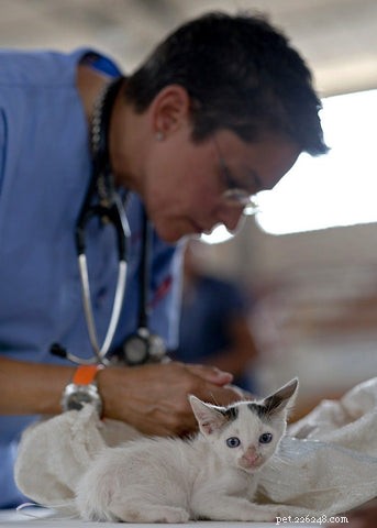 Why Microchipping Your Cat Is a Smart Move: Sasha’s 1,300-Mile Reunion Story